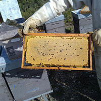 cuadro cria abejas