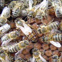 abeja reina